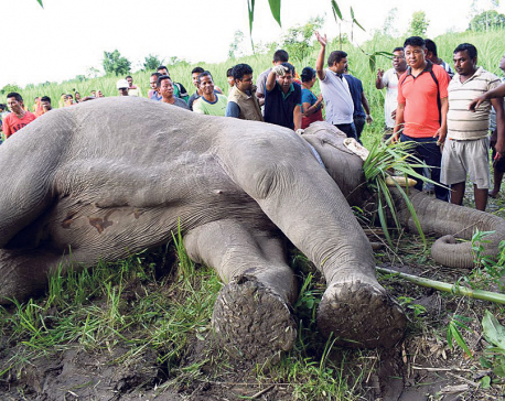 25 elephants have died in CNP since 2002