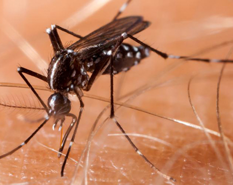 One dies of dengue in Jhapa