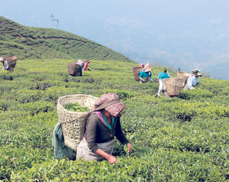Tea Testing Centre for the first time in country
