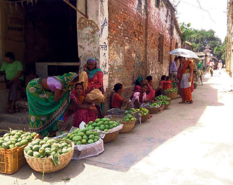 Mango production plummets in Siraha, Saptari