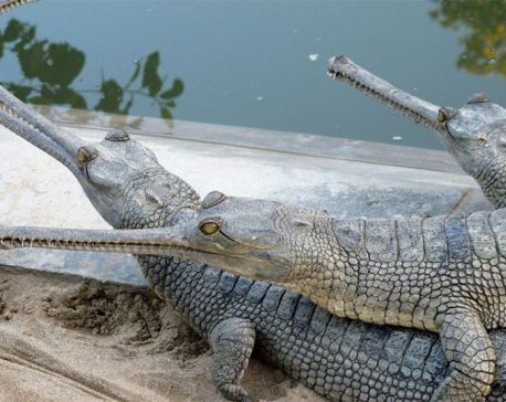 Endangered Gharial crocodile eggs hatched