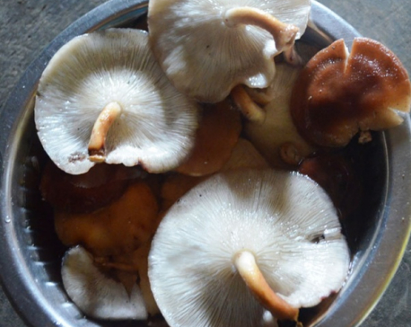 One dies, three others taken ill after consuming wild mushroom