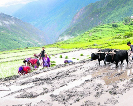 Paddy plantation completed by 30 per cent