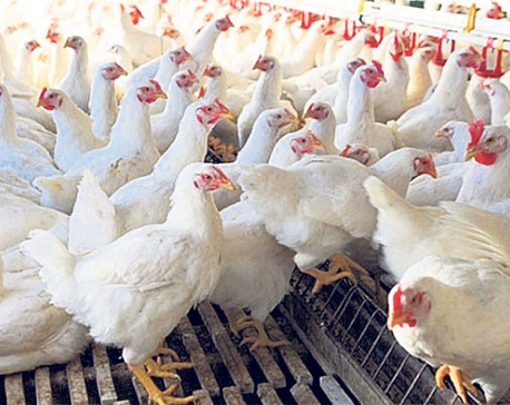 Poultry sector bears loss from lockdown