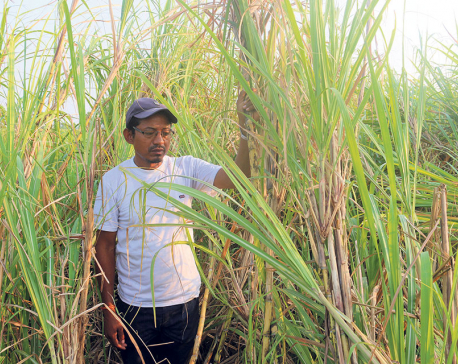 Nawalparasi farmers at receiving end as sugar mills delay payment