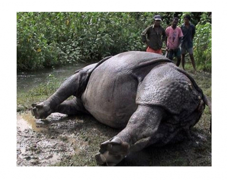 Rhinoceros found dead in Khairahani, Chitwan; electrocution suspected
