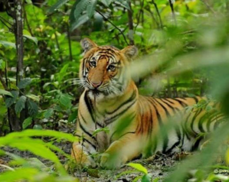 CNP uses camera trapping method to monitor tigers in community forest