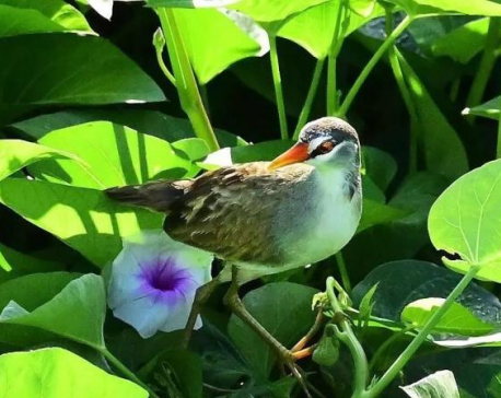 Rare bird species spotted on Chinese tropical island