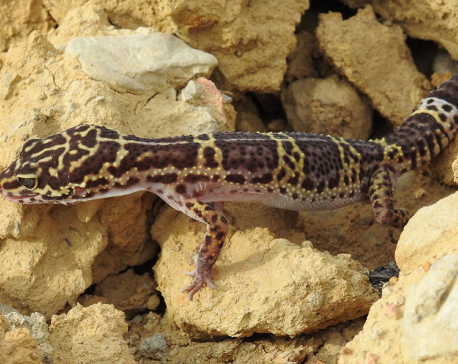 New species of reptile found in Nepal