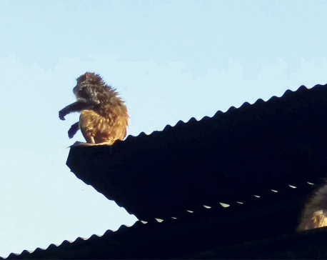 Monkey rampage a menace to heritage- Study