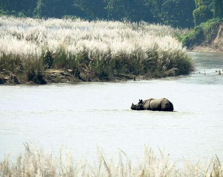 41 rhinos dead in nine months at Chitwan National Park