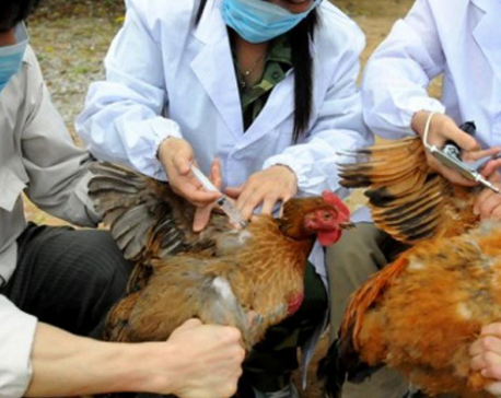 Nepal sees first bird flu death