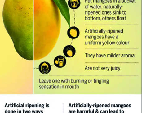 Infographics: Is your mango safe to eat?
