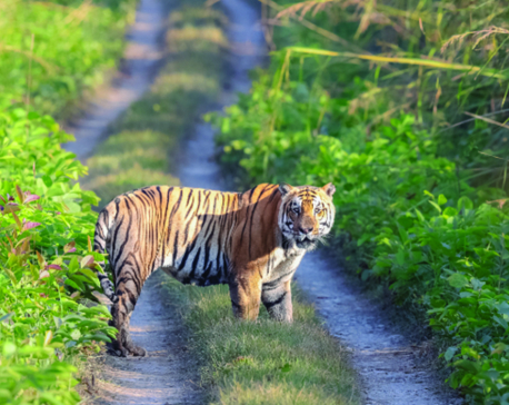 Tiger attraction draws higher score of tourists in Bardiya