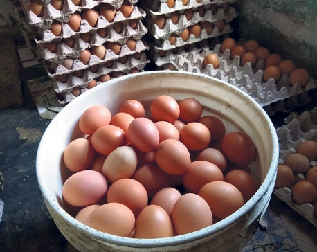 Eggs selling below cost of production, farmers say