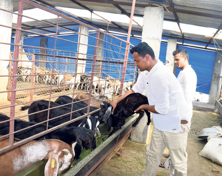 Farmers elated as govt tightens livestock imports