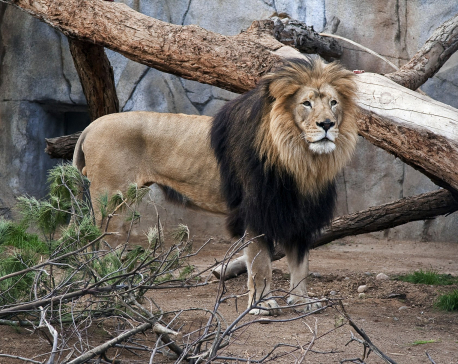2 elderly African lions die at San Francisco, San Diego zoos