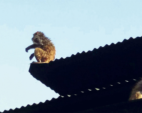 Monkey hazard forcing Syangja villagers to migrate
