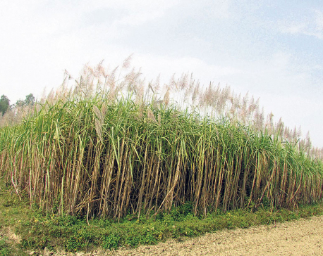 Sugarcane drying in fields, farmers worried