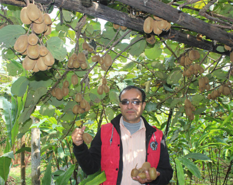 Ilam farmers hopeful of better kiwi fruit harvest