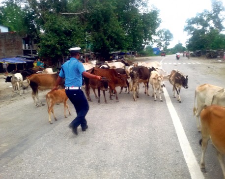 7 sent to custody over Surkhet cow deaths