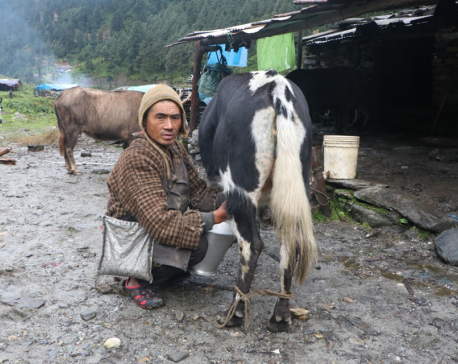 Yak farmers suffer as their livestock remain uninsured