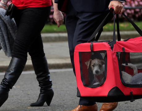 UK PM Johnson to the rescue: girlfriend adopts a rescue puppy