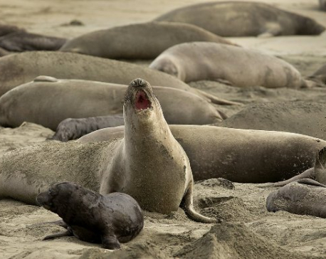 Elephant seals take over California beach during shutdown