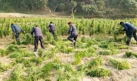 Illegal cultivation of marijuana on the rise in Sindhuli