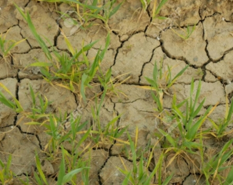Soil Degradation: Threat to Food Security and Biodiversity