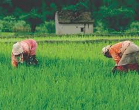 What is missing in budget for agriculture?