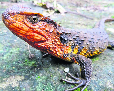 More than 100 new species found in Mekong region