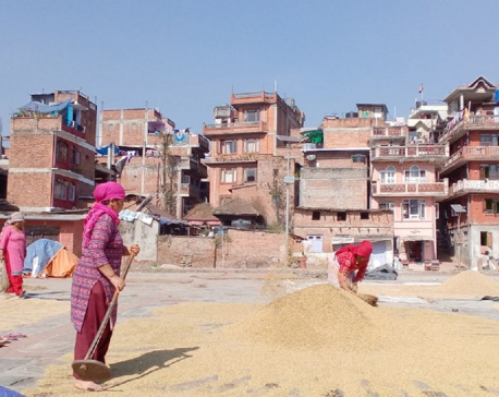 Women sun drying the husked rice paddy in Bhaktapur