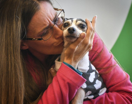 Dog lost since 2007 found over 1K miles away in Pittsburgh