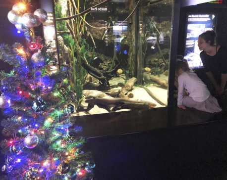 Shocked? Electric eel powers aquarium’s Christmas lights