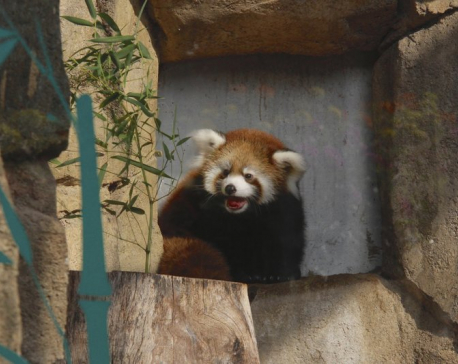 Milwaukee zoo visitors get first glimpse of red panda cub