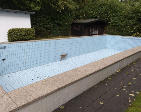 Germany: Hunter helps free deer from swimming pool