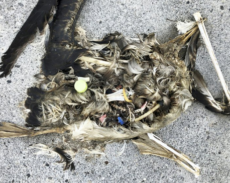 Pacific bird refuge struggles as ocean garbage patch grows