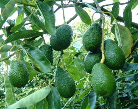 Anbukhaireni rural municipality opts for avocado farming