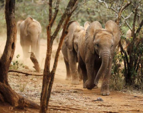 Elephant advocates sue Trump administration on trophy hunting