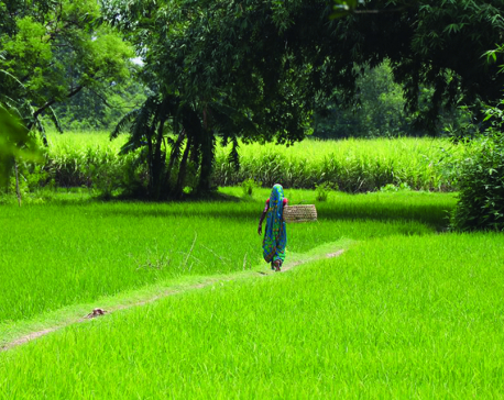 Govt brings changes in agricultural subsidy model
