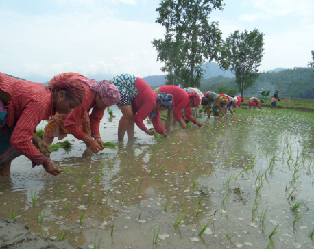 Bachelor classes in agriculture in Chitwan after seven years