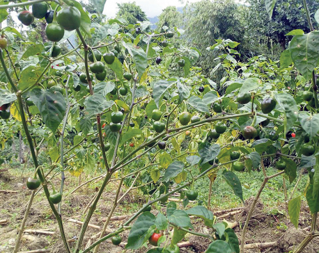 Solukhumbu farmers turn to Akbare chili farming