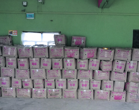 300 tons of Chinese apples entering Nepal every day for Tihar