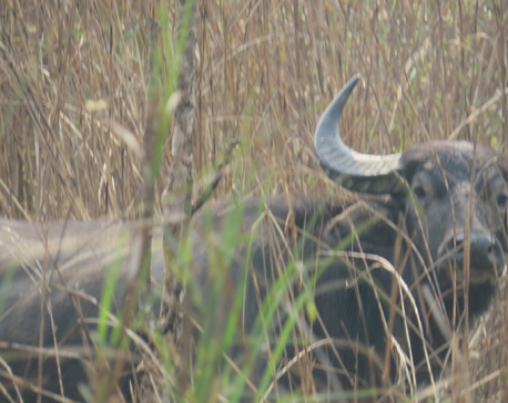 Last month’s flood takes its toll on wild buffaloes of Chitwan National Park