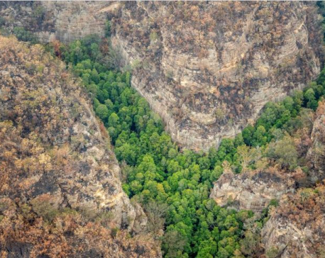 Australia's dinosaur-era pines live on after bushfire rescue