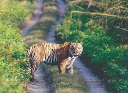 Tigers' population in Banke National Park  rises from 4 to 21 in five years