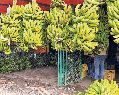 Bananas worth Rs 10 million imported for Chhath