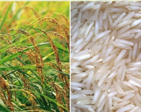 Nepal to claim geographical indication right on Basmati paddy