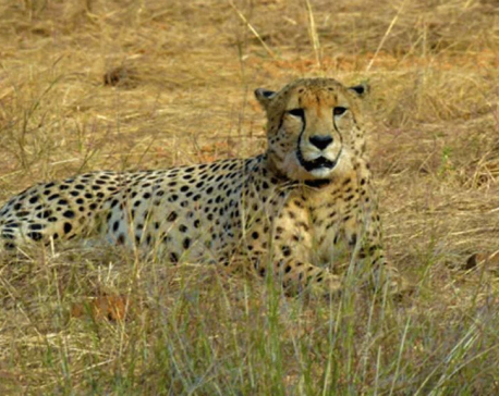 Top Indian wildlife official removed after 8 cheetahs die